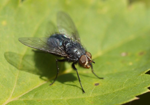 Die  Echten Fliegen  (Muscidae) sind eine Familie der Zweiflügler (Diptera) und gehören zur Unterordnung der Fliegen (Brachycera). Weltweit sind etwa…
