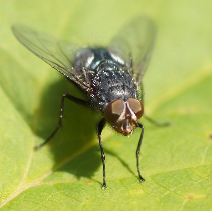  Die  Echten Fliegen  (Muscidae) sind eine Familie der Zweiflügler (Diptera) und gehören zur Unterordnung der Fliegen (Brachycera). Weltweit sind etwa…