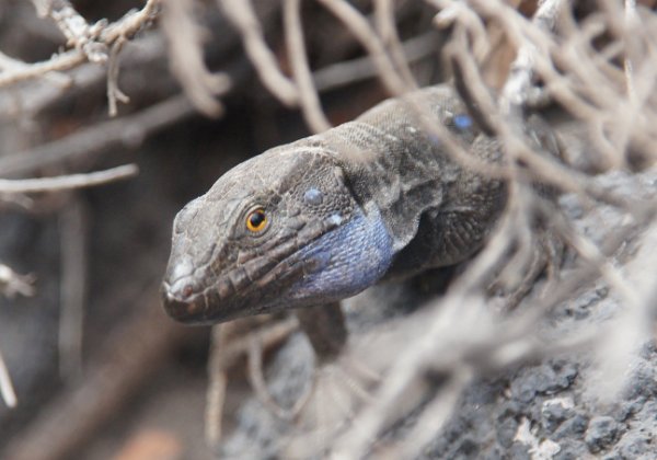  
Geckos sind die Ureinwohner von La Palma